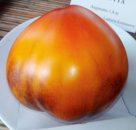 Солнечный Персик Людмилы